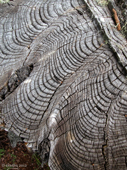 growth patterns on a stump