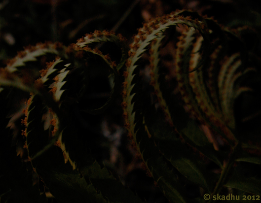 more curling fern fronds