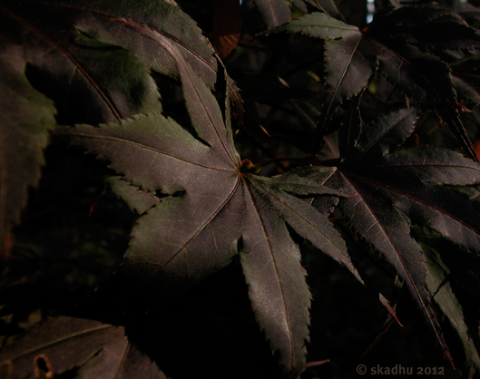 dark maple leaves