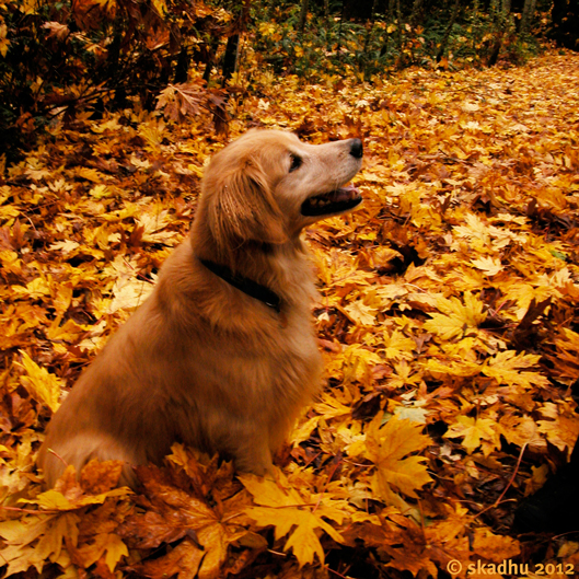 golden retriever in golden autumn leaves