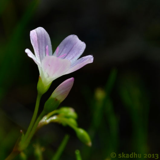 closeup of Montia parvifolia flower