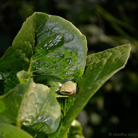 tiny froglet on lettuce leaf