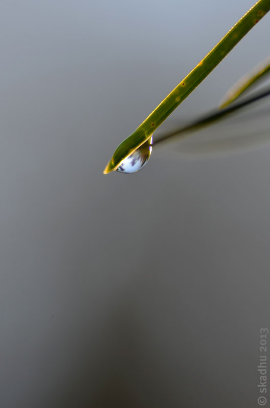 droplet on pine needles