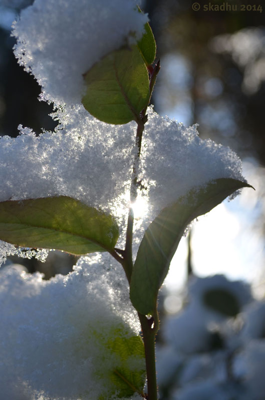 light between snow-covered salal leaves