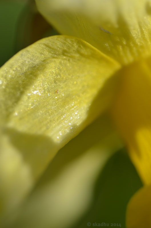 daffodil closeup 1
