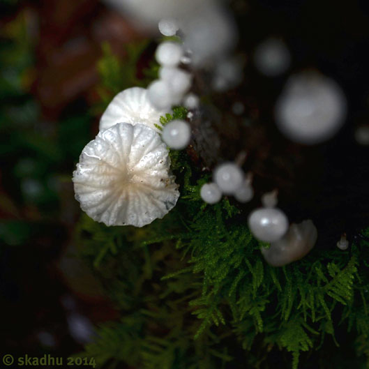 looking down at tiny white mushrooms on a treetrunk