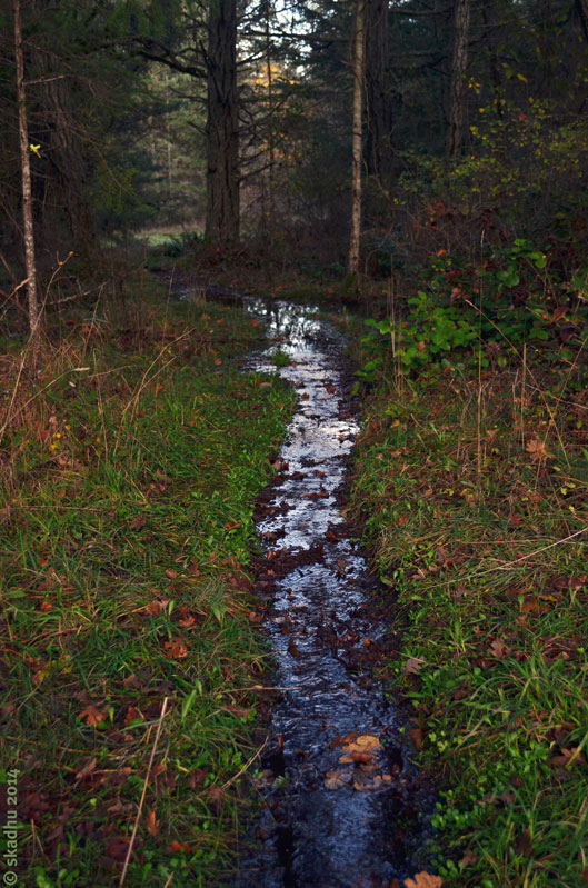 water running down trail