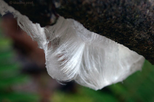frost flowers on wood