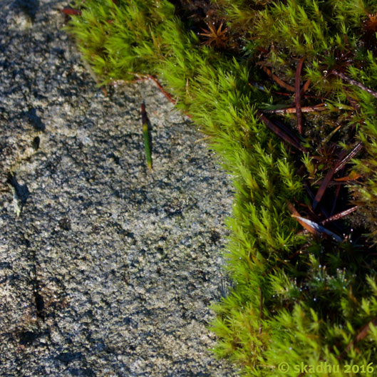 closeup of moss on stone