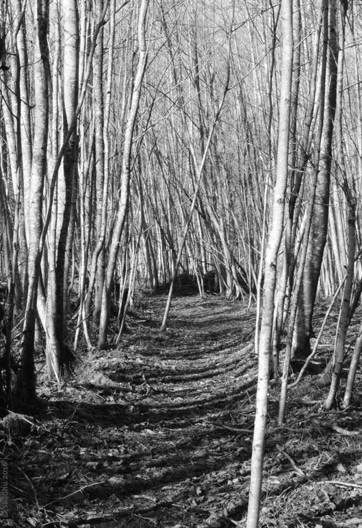 path through winter alders