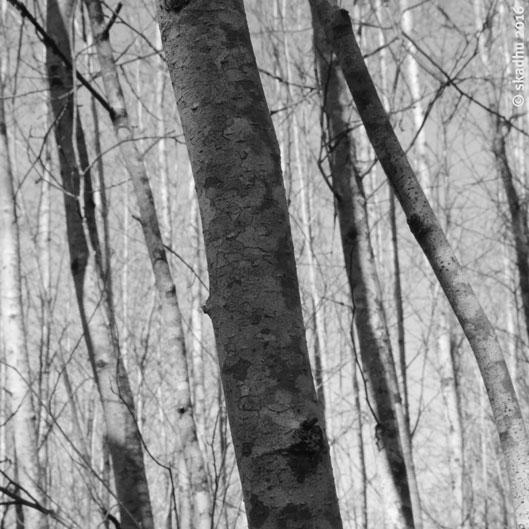 alder trunks in winter