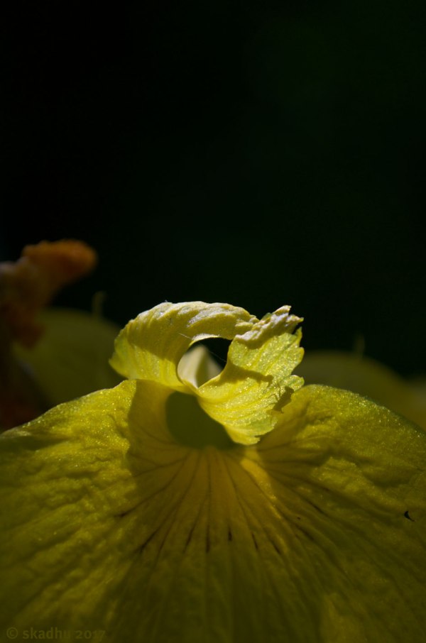 closeup of yellow flag iris