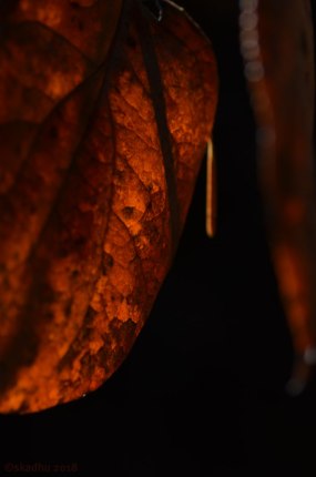 closeup of dead salal leaf