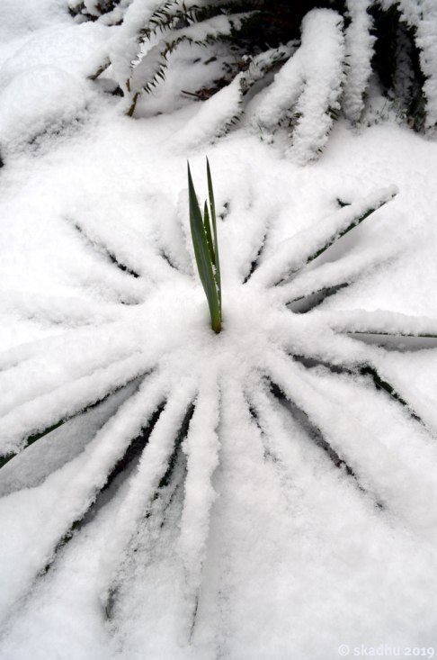yucca plant in snow